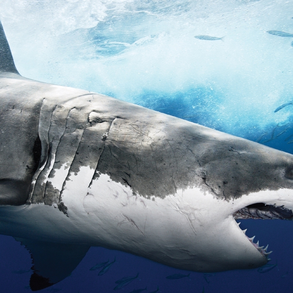 Big Shark Profile for 1024 x 1024 iPad resolution