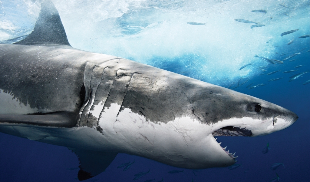 Big Shark Profile for 1024 x 600 widescreen resolution