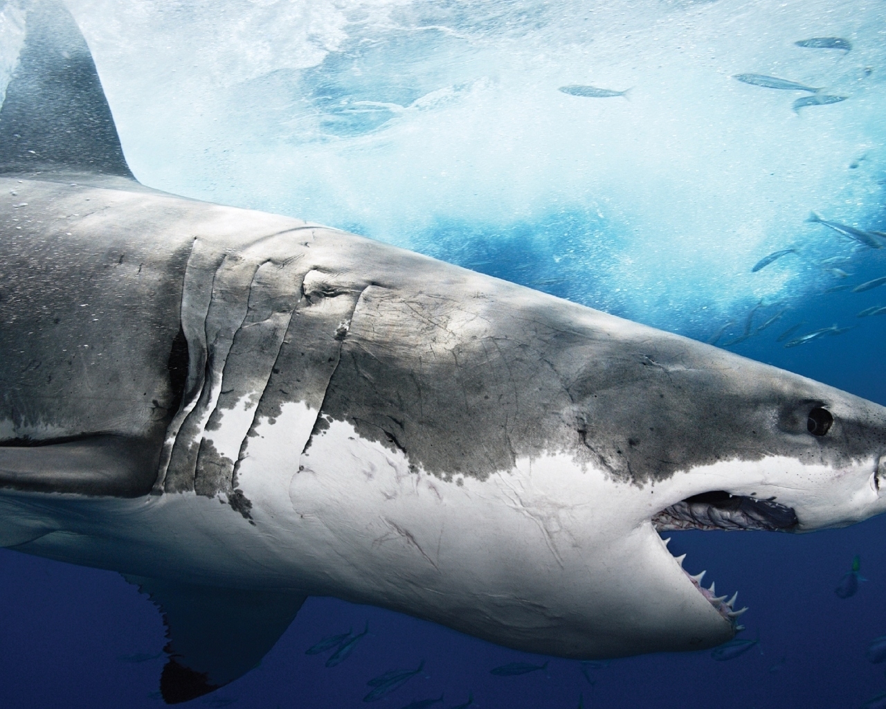 Big Shark Profile for 1280 x 1024 resolution