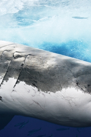 Big Shark Profile for 320 x 480 iPhone resolution