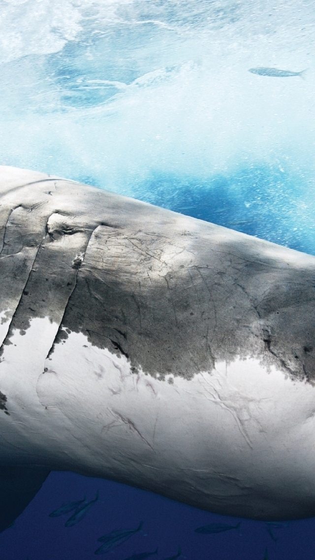 Big Shark Profile for 640 x 1136 iPhone 5 resolution