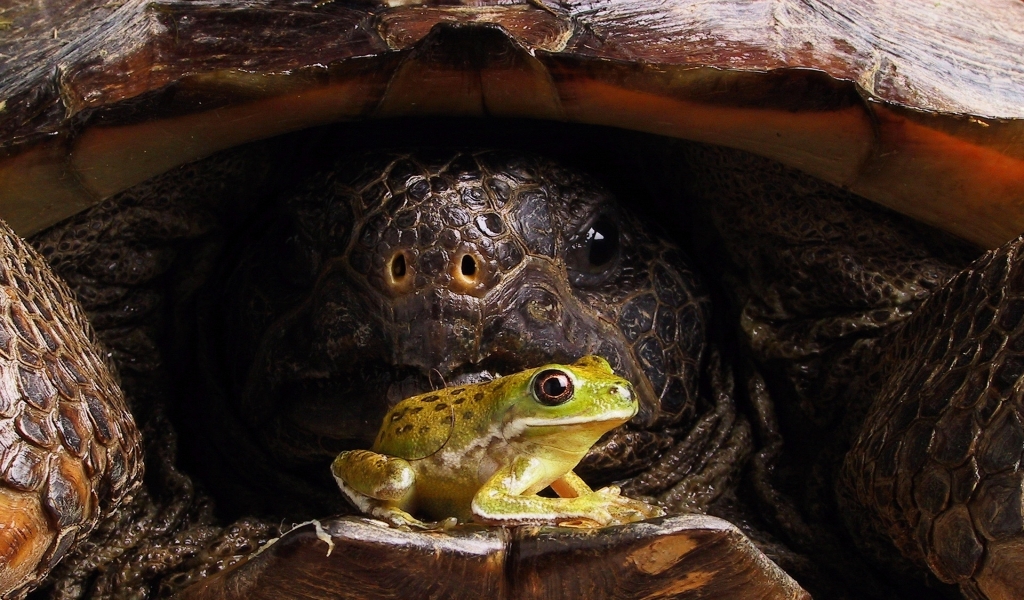 Big turtle and little frog for 1024 x 600 widescreen resolution