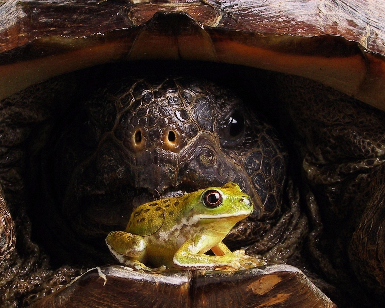 Big turtle and little frog for 1280 x 1024 resolution
