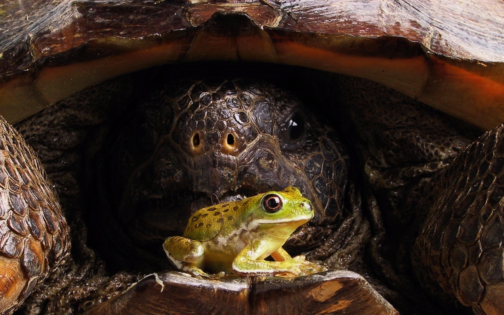Big turtle and little frog for 1680 x 1050 widescreen resolution