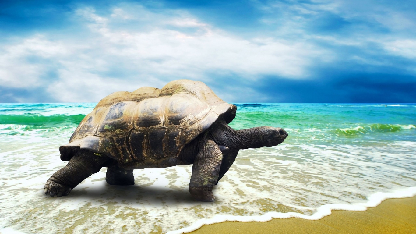 Big Turtle Waves for 1366 x 768 HDTV resolution