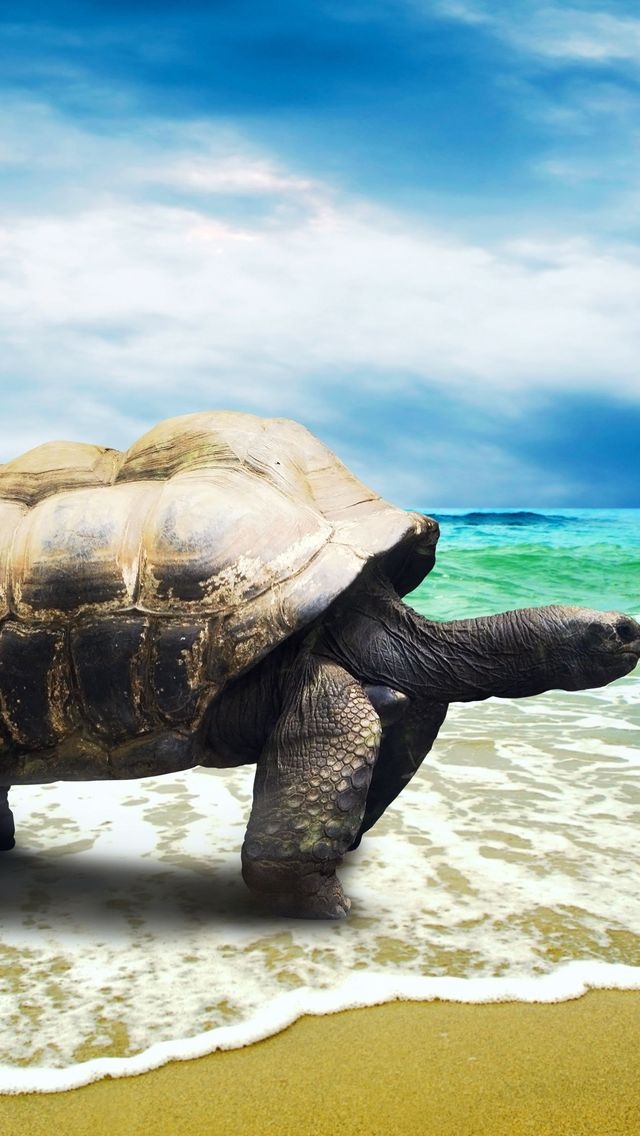 Big Turtle Waves for 640 x 1136 iPhone 5 resolution