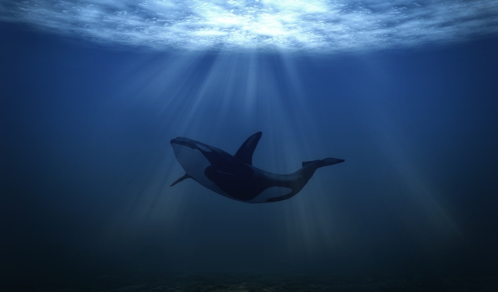Big Whale Underwater for 1024 x 600 widescreen resolution