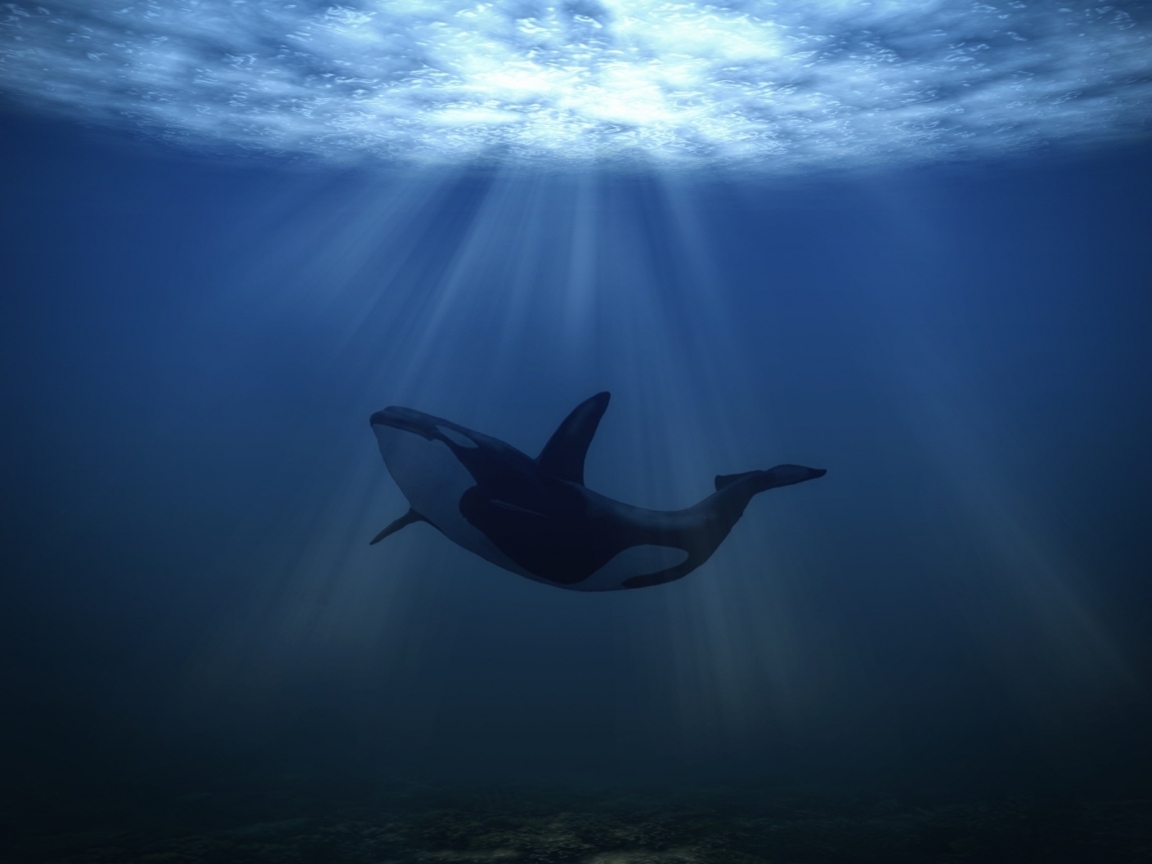 Big Whale Underwater for 1152 x 864 resolution