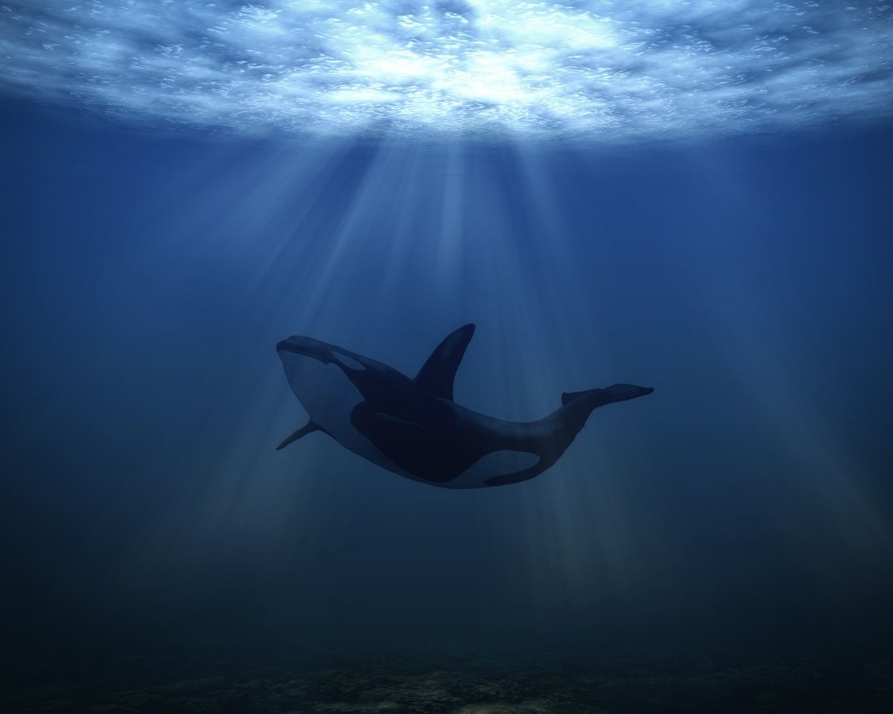Big Whale Underwater for 1280 x 1024 resolution
