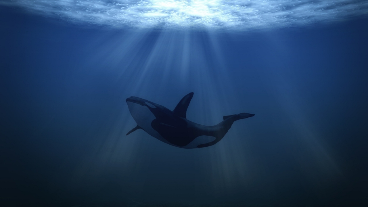 Big Whale Underwater for 1280 x 720 HDTV 720p resolution