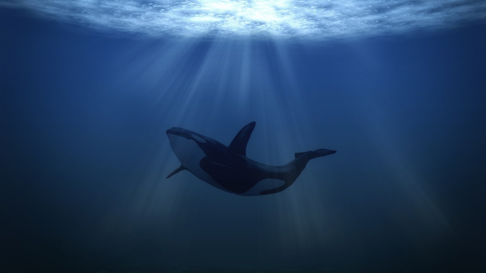 Big Whale Underwater for 1600 x 900 HDTV resolution