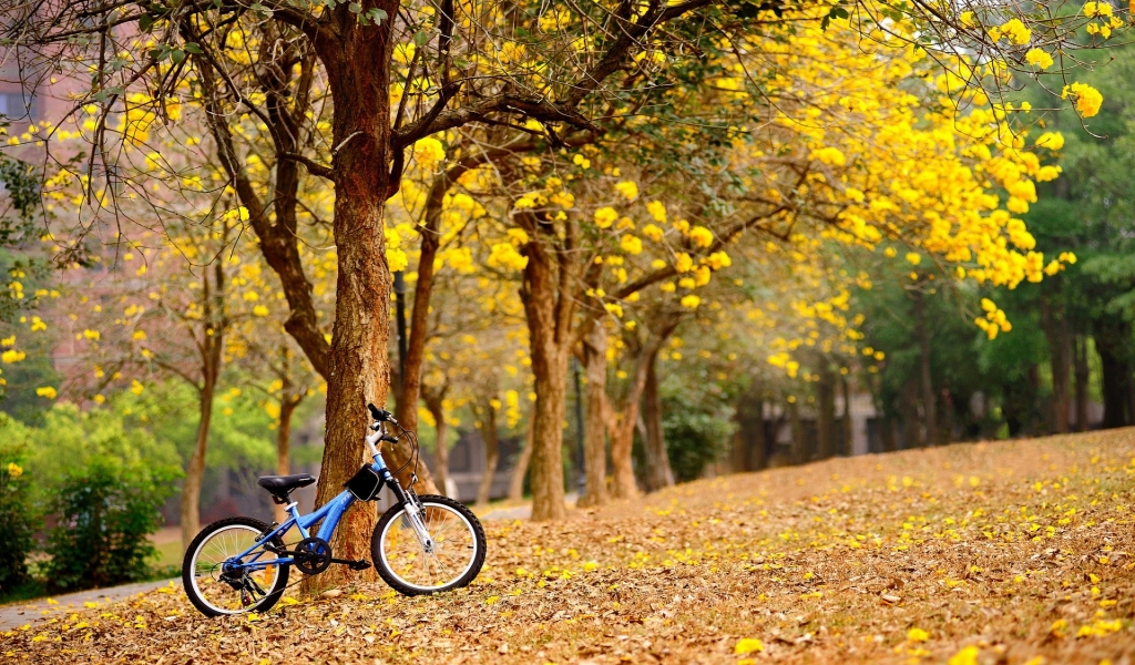Bike in The Park for 1024 x 600 widescreen resolution