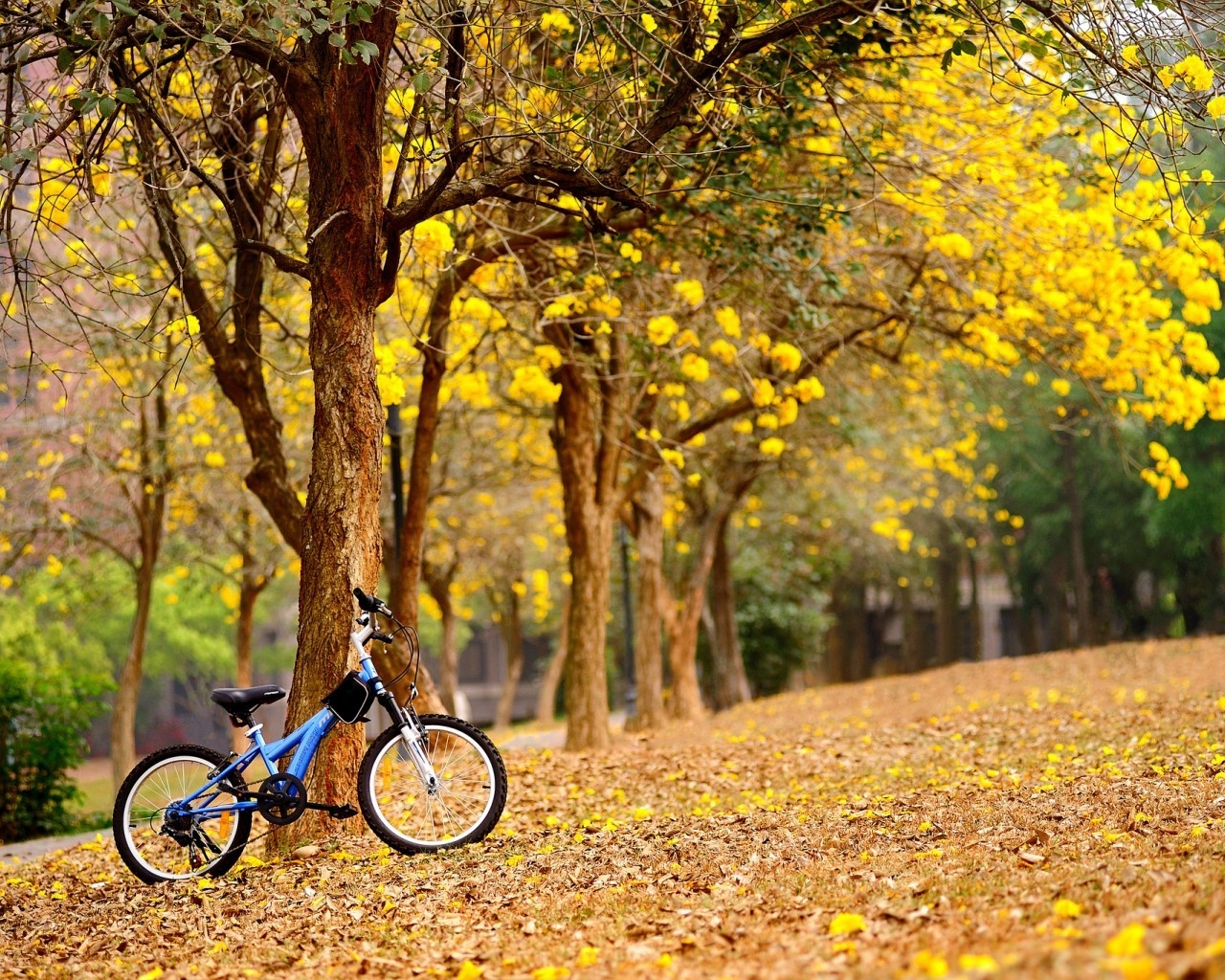 Bike in The Park for 1280 x 1024 resolution