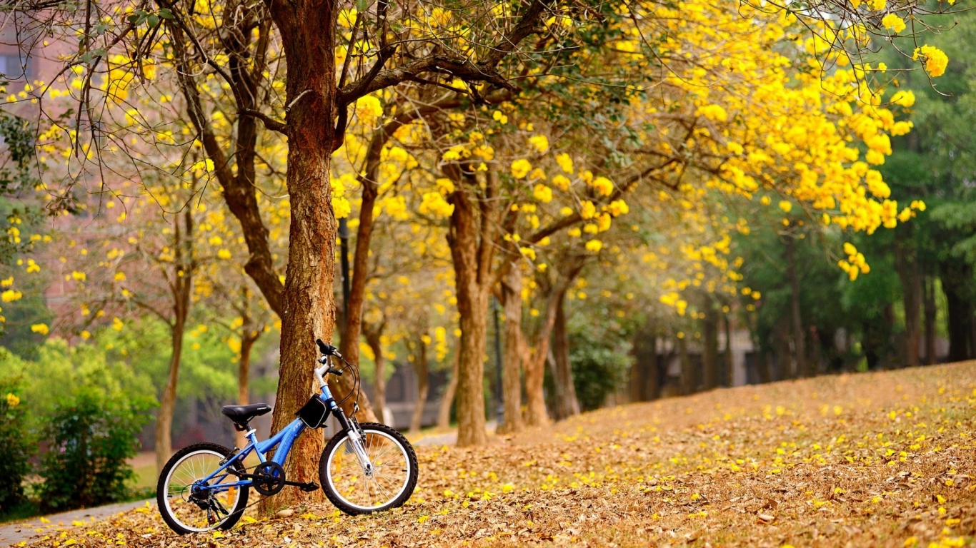 Bike in The Park for 1366 x 768 HDTV resolution
