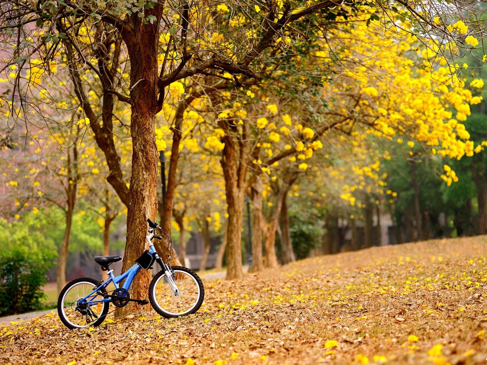 Bike in The Park for 1600 x 1200 resolution