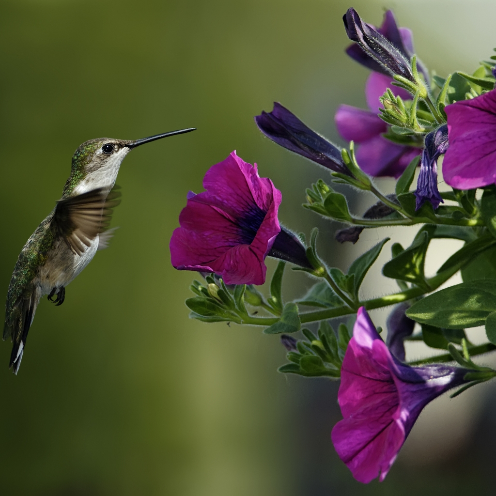 Bird and Purple Flowers for 1024 x 1024 iPad resolution