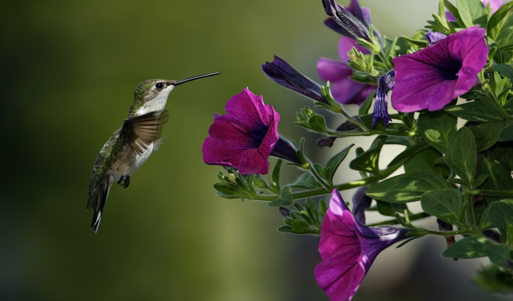 Bird and Purple Flowers for 1024 x 600 widescreen resolution