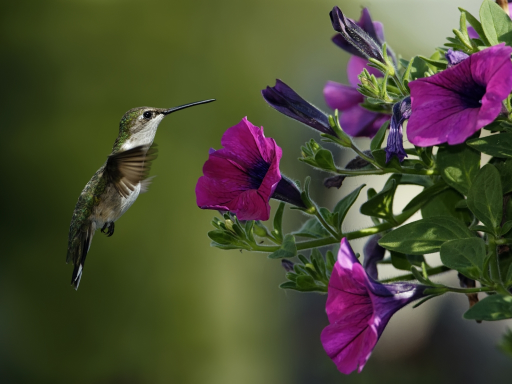 Bird and Purple Flowers for 1024 x 768 resolution