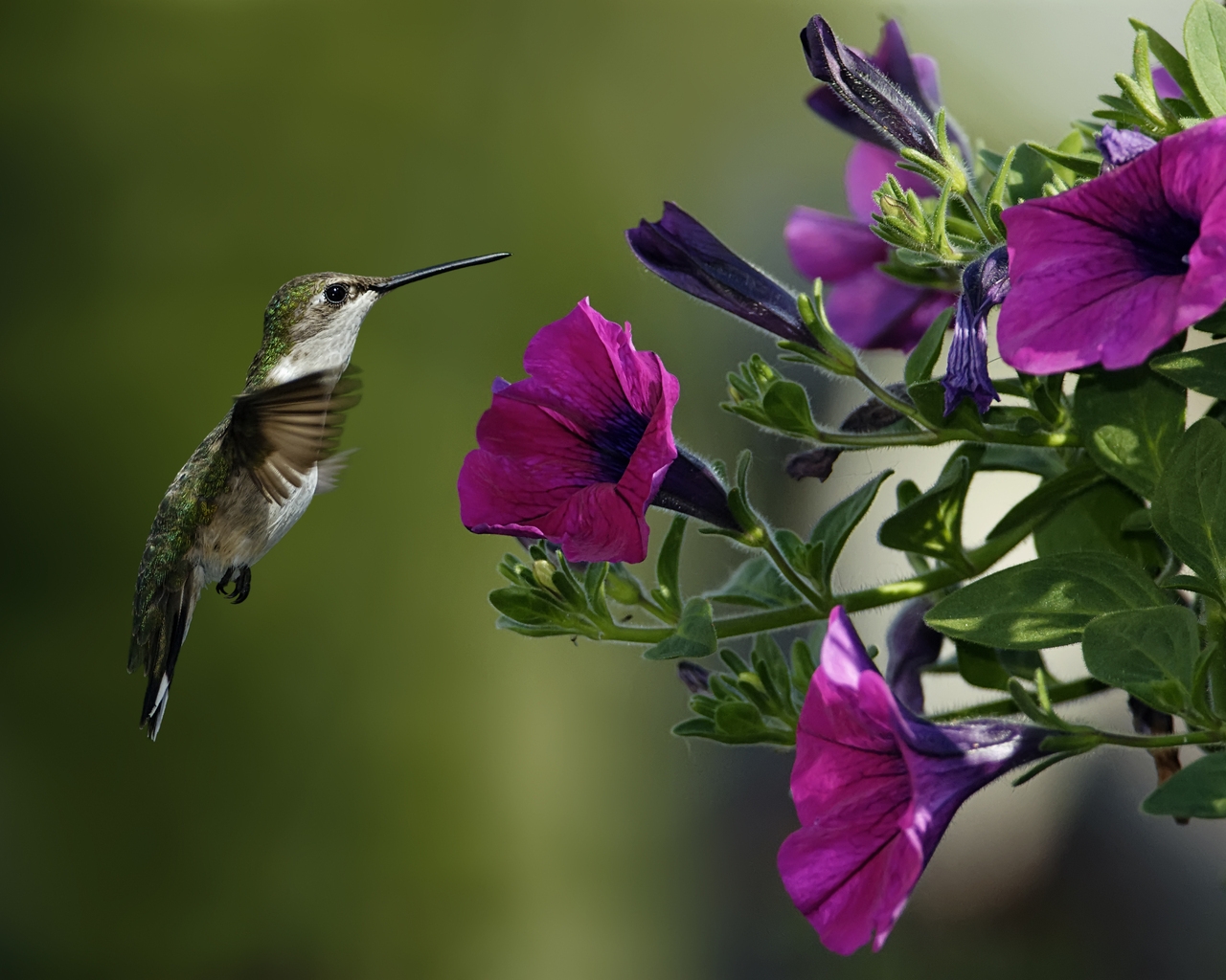 Bird and Purple Flowers for 1280 x 1024 resolution
