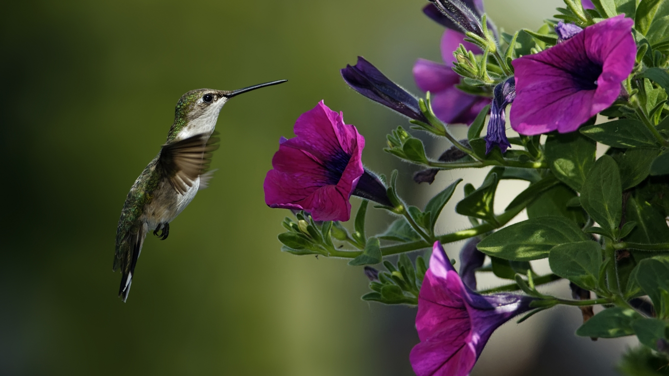 Bird and Purple Flowers for 1366 x 768 HDTV resolution