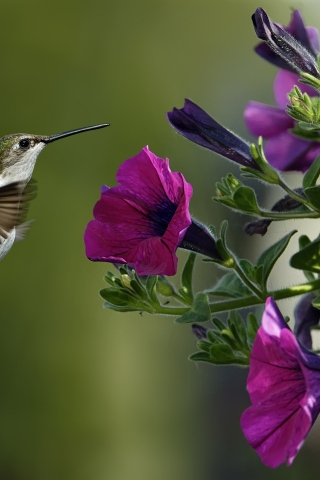 Bird and Purple Flowers for 320 x 480 iPhone resolution