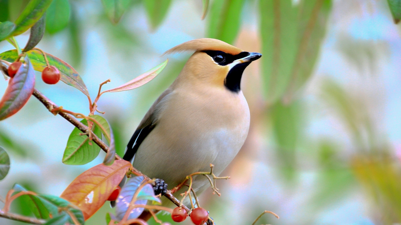 Bird on a Branch with Berries for 1366 x 768 HDTV resolution