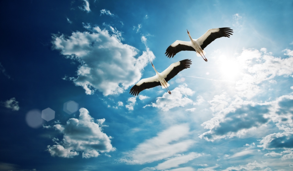 Birds Flying for 1024 x 600 widescreen resolution