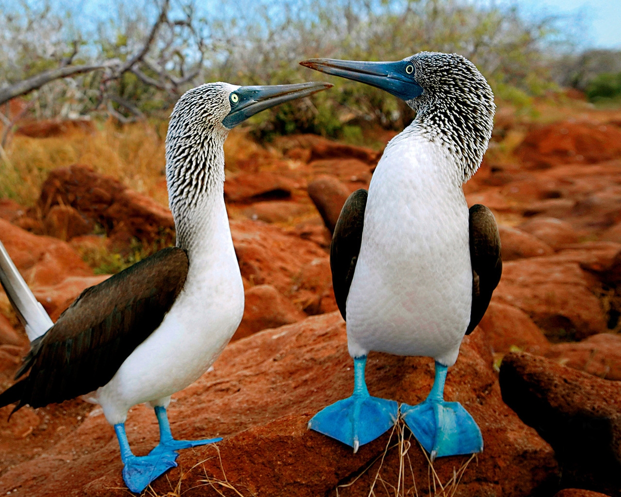 Birds in love for 1280 x 1024 resolution