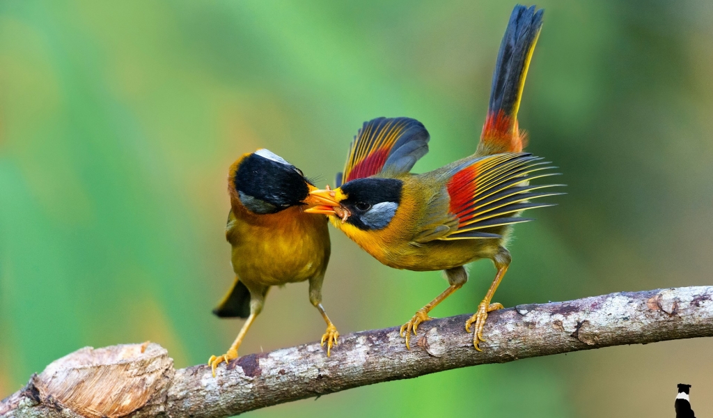 Birds Sharing Food for 1024 x 600 widescreen resolution