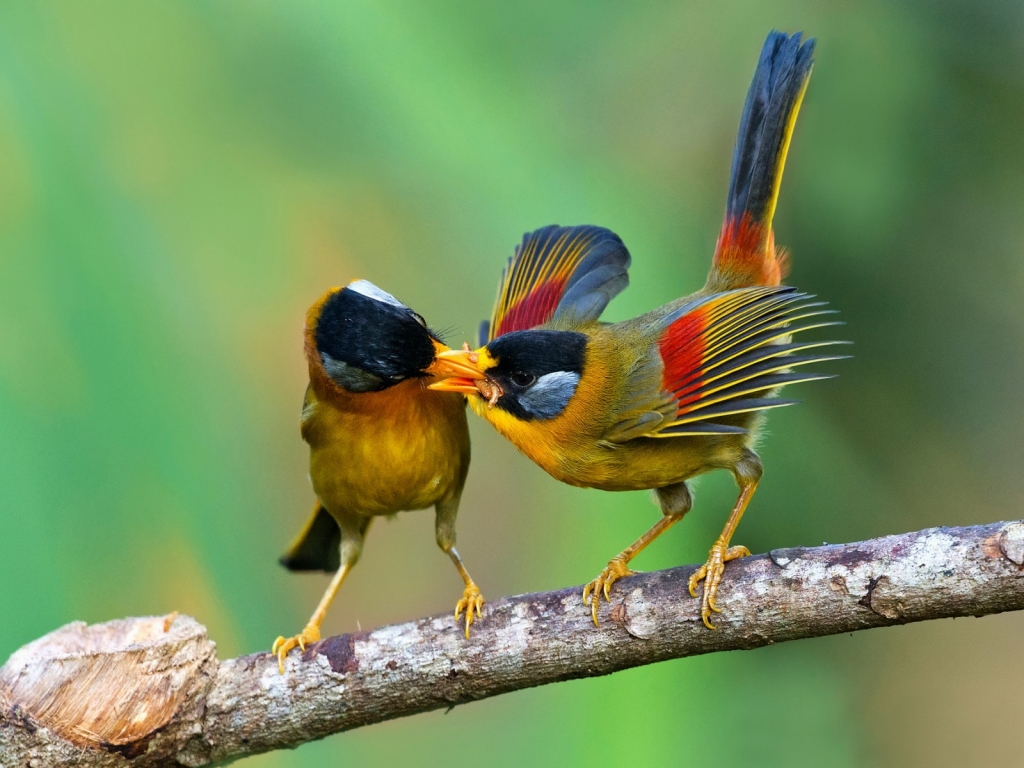 Birds Sharing Food for 1024 x 768 resolution