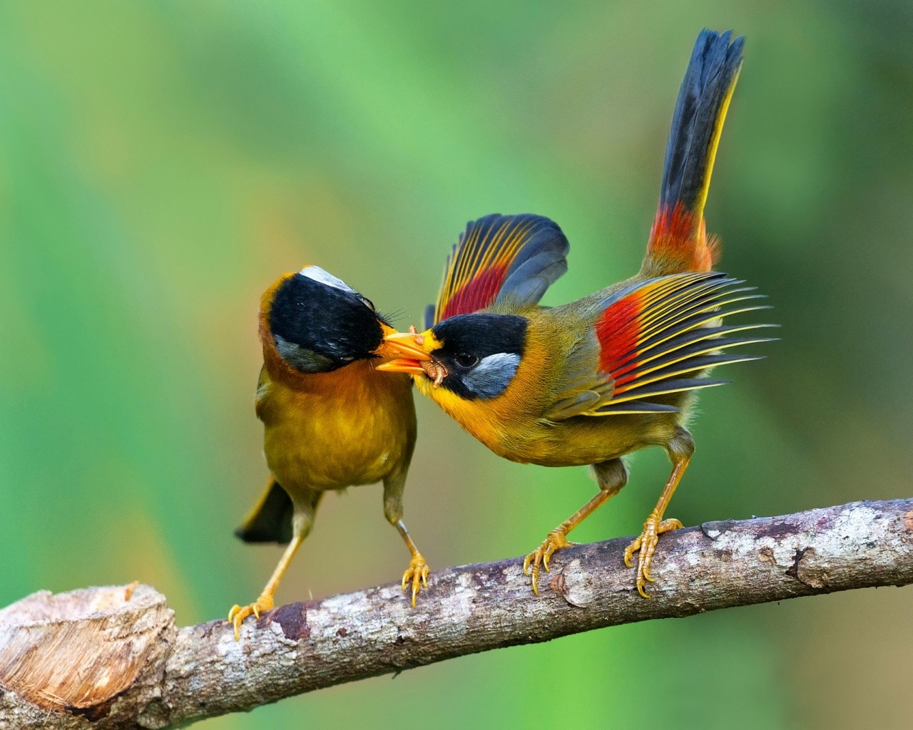 Birds Sharing Food for 1280 x 1024 resolution