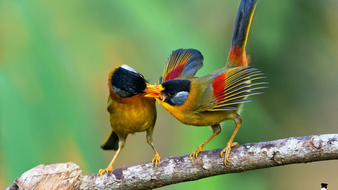 Birds Sharing Food for 1366 x 768 HDTV resolution