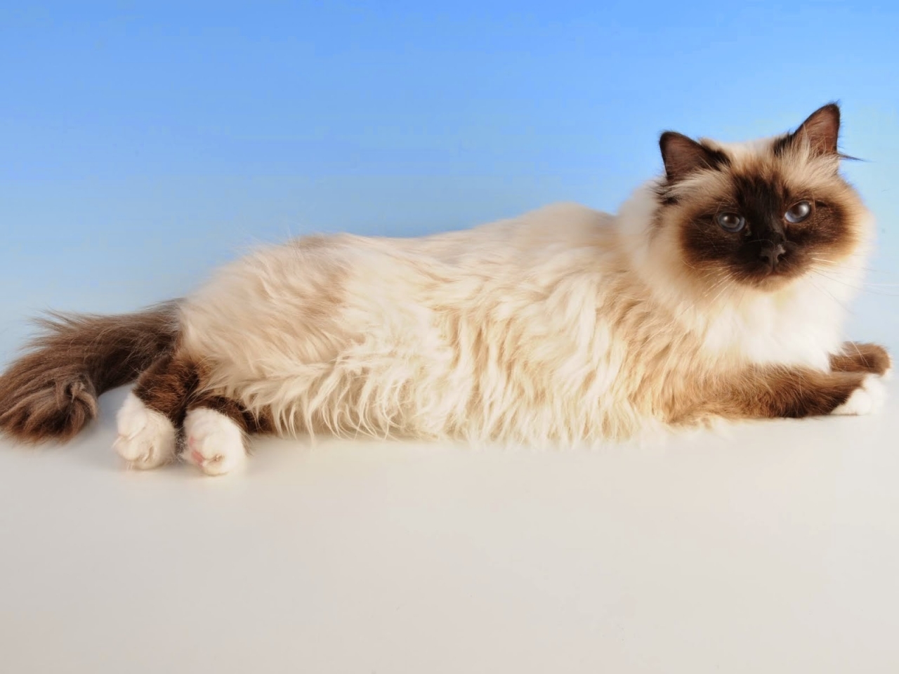 Birman Cat for 1280 x 960 resolution