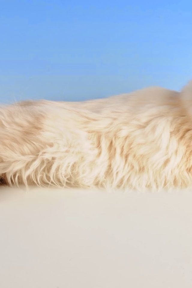 Birman Cat for 640 x 960 iPhone 4 resolution