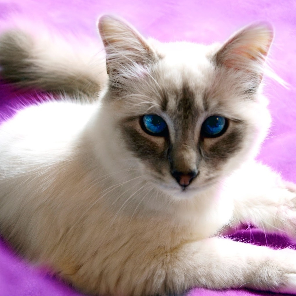 Birman Cat with Blue Eyes for 1024 x 1024 iPad resolution