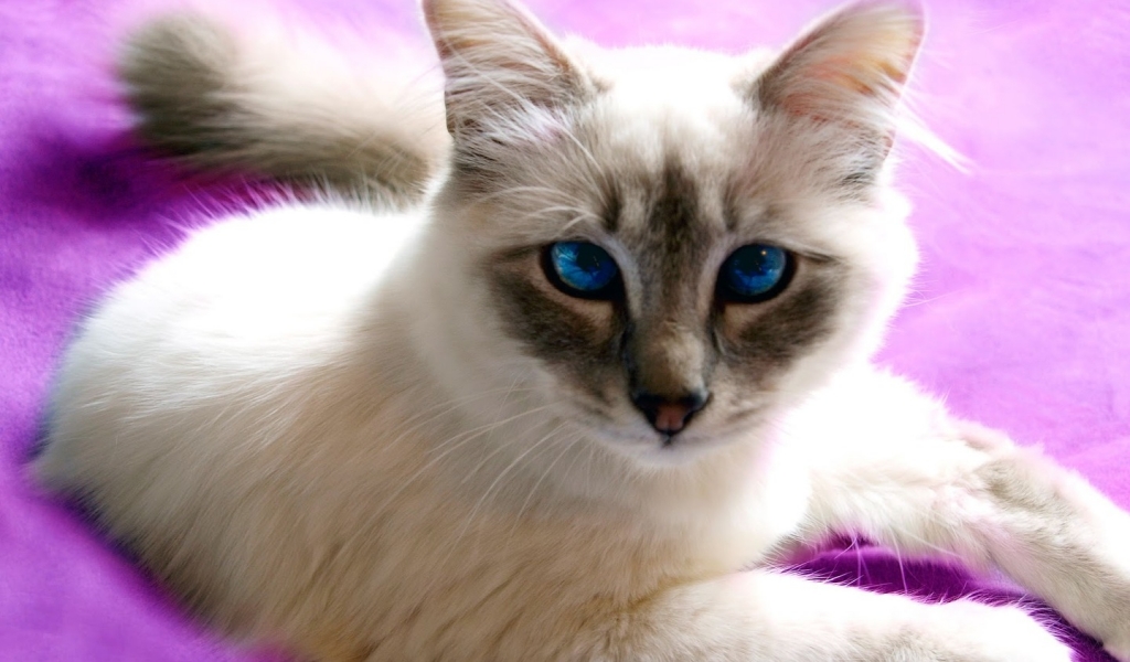 Birman Cat with Blue Eyes for 1024 x 600 widescreen resolution