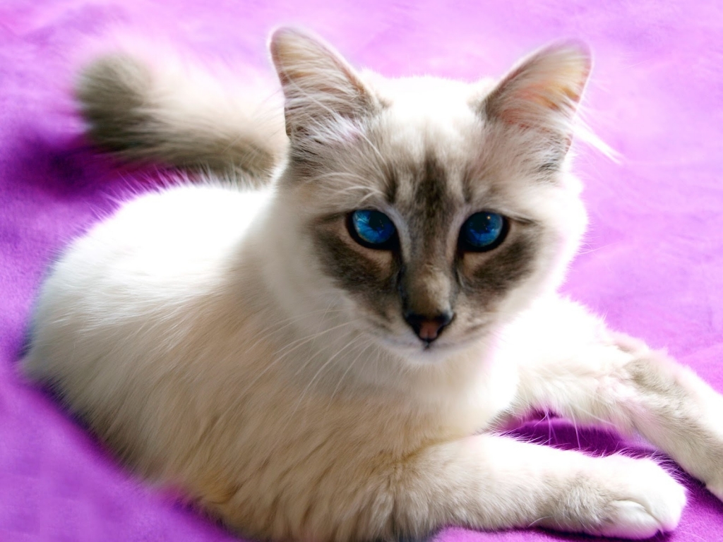 Birman Cat with Blue Eyes for 1024 x 768 resolution