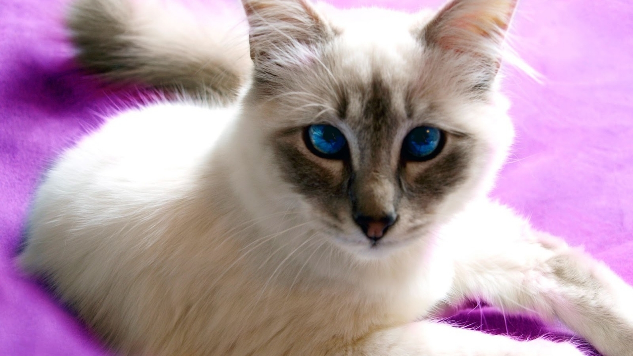 Birman Cat with Blue Eyes for 1280 x 720 HDTV 720p resolution