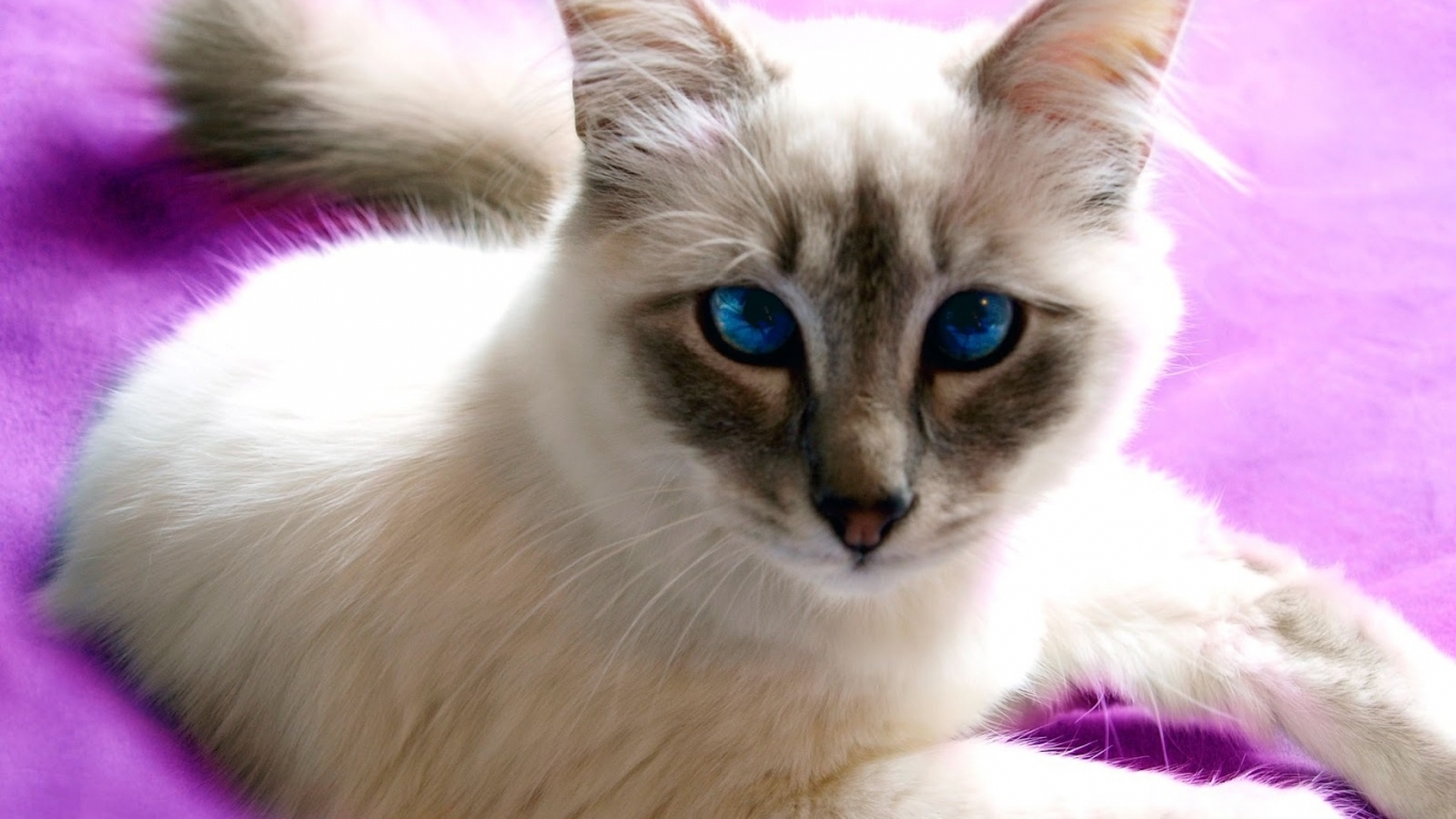 Birman Cat with Blue Eyes for 1366 x 768 HDTV resolution