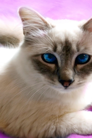 Birman Cat with Blue Eyes for 320 x 480 iPhone resolution