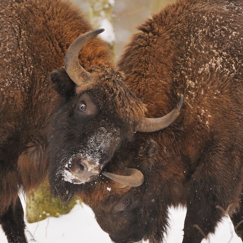 Bison Fight for 1024 x 1024 iPad resolution