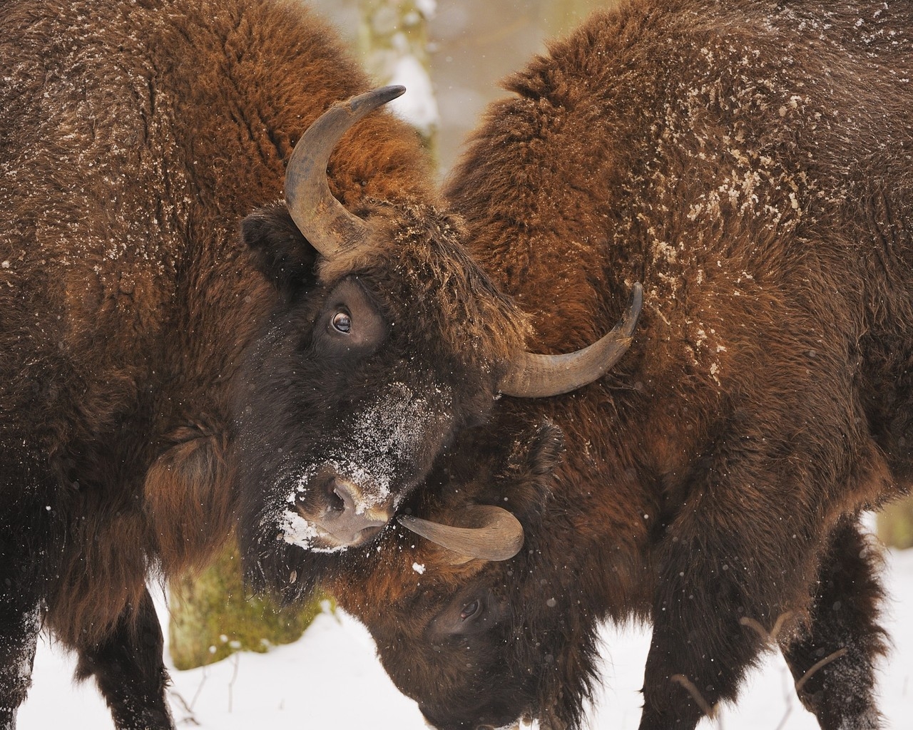 Bison Fight for 1280 x 1024 resolution