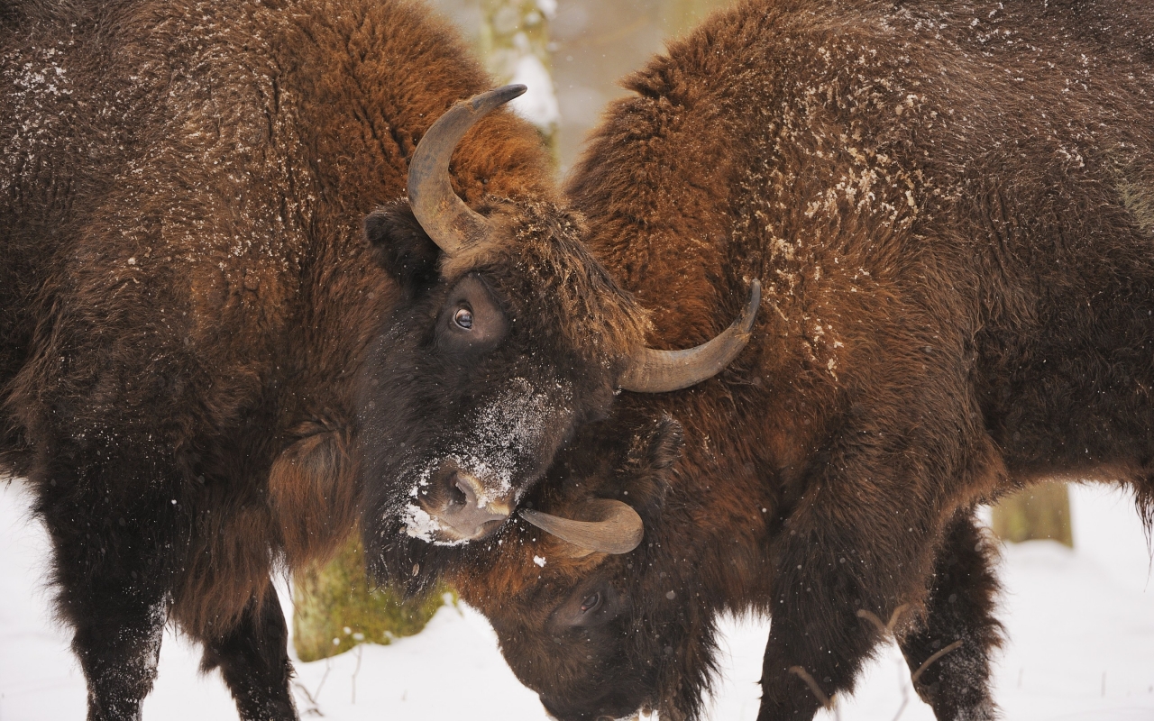 Bison Fight for 1280 x 800 widescreen resolution