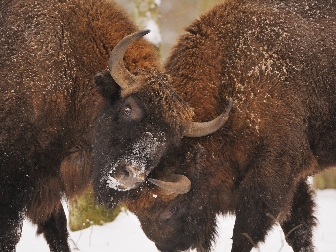 Bison Fight for 1280 x 960 resolution