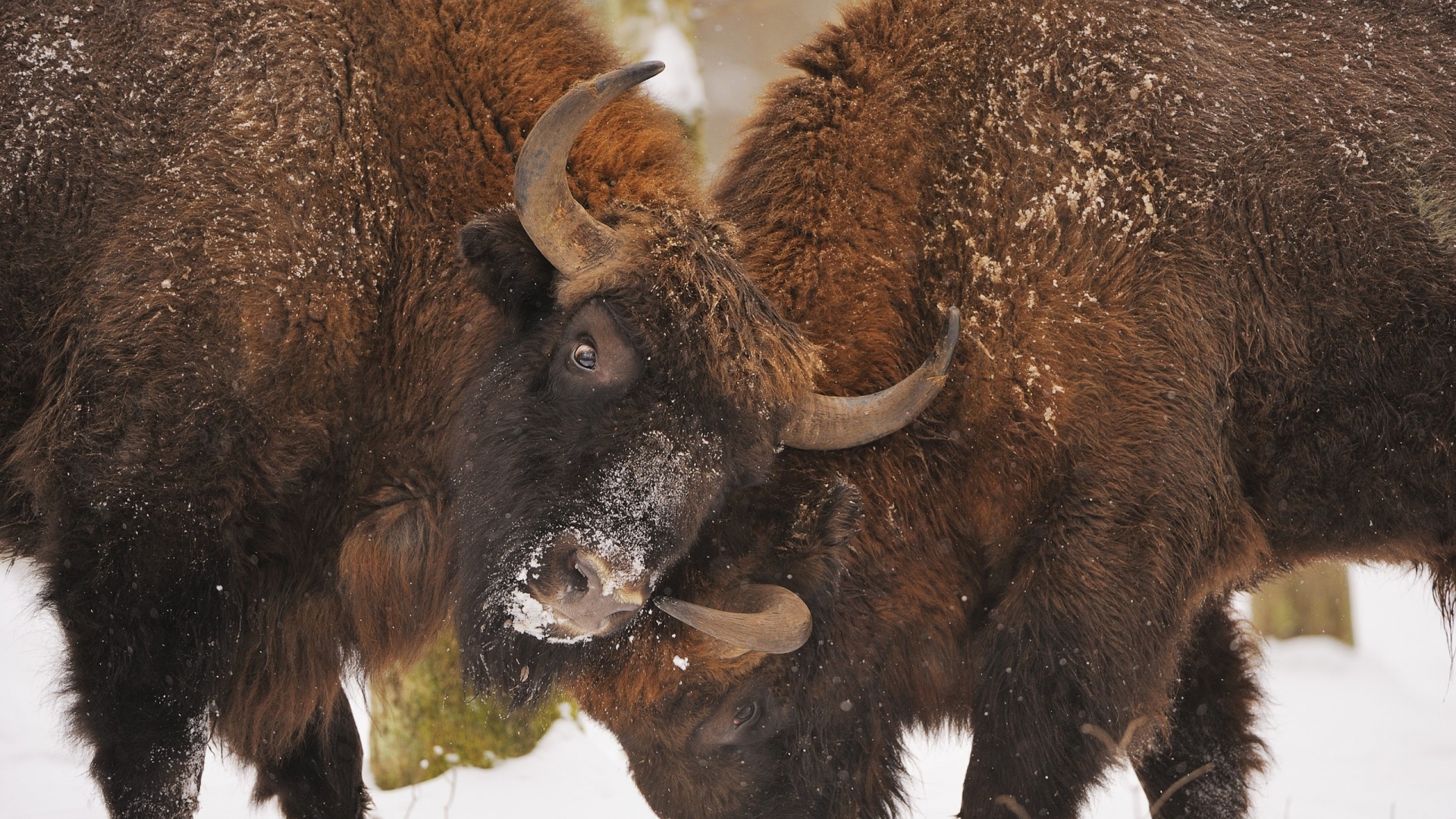 Bison Fight for 1920 x 1080 HDTV 1080p resolution