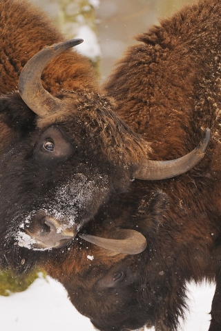 Bison Fight for 320 x 480 iPhone resolution