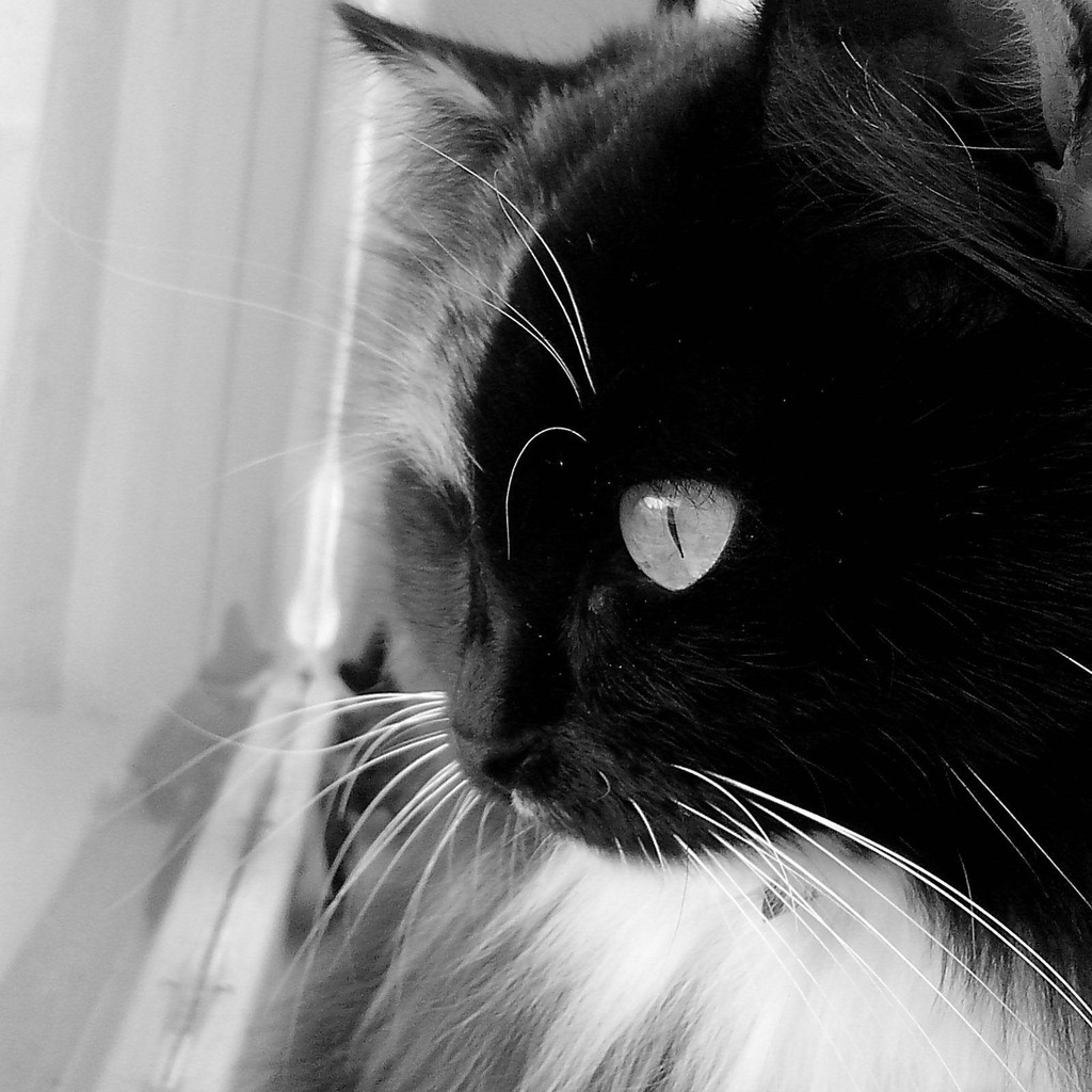 Black and White Cat for 1024 x 1024 iPad resolution