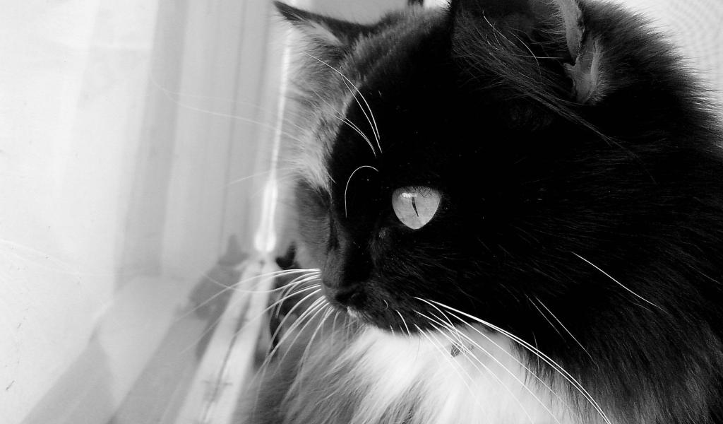 Black and White Cat for 1024 x 600 widescreen resolution