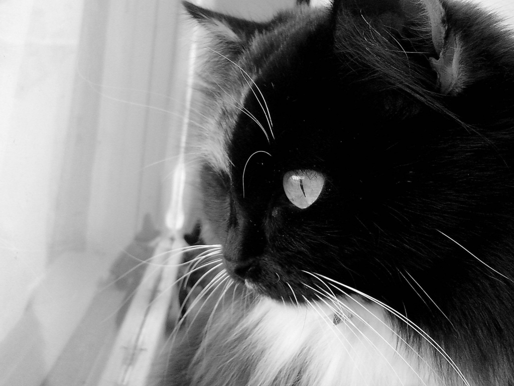 Black and White Cat for 1024 x 768 resolution