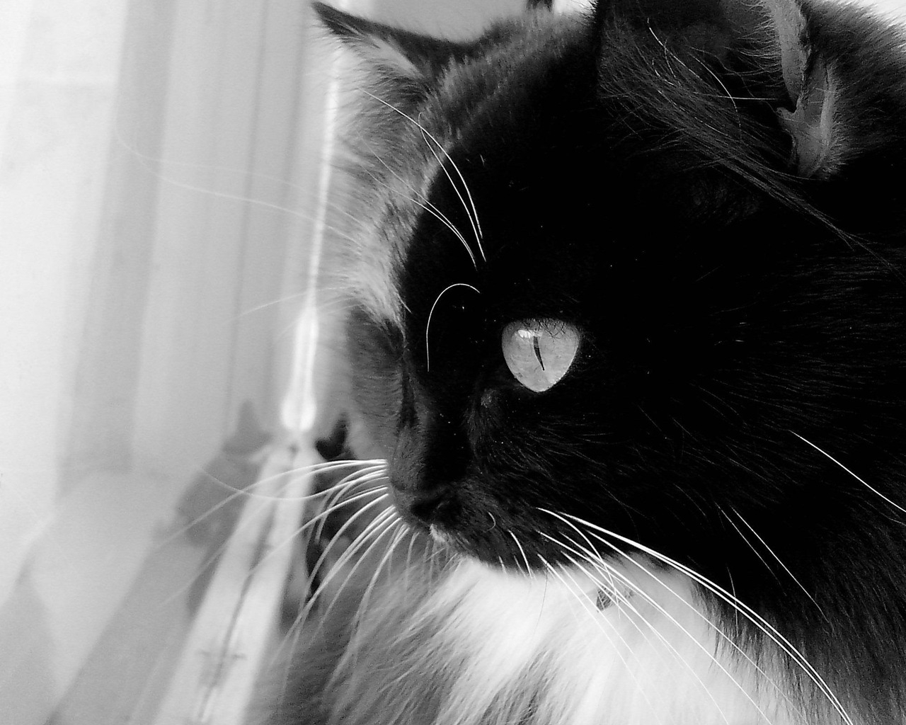 Black and White Cat for 1280 x 1024 resolution